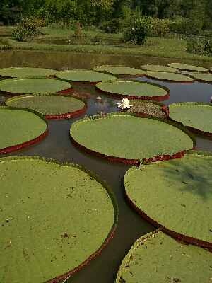 Один из водоемов в Парке Лотосов
